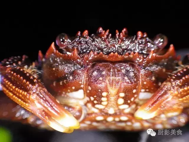 帝王蟹、红毛蟹、松叶蟹……日本名蟹大全！