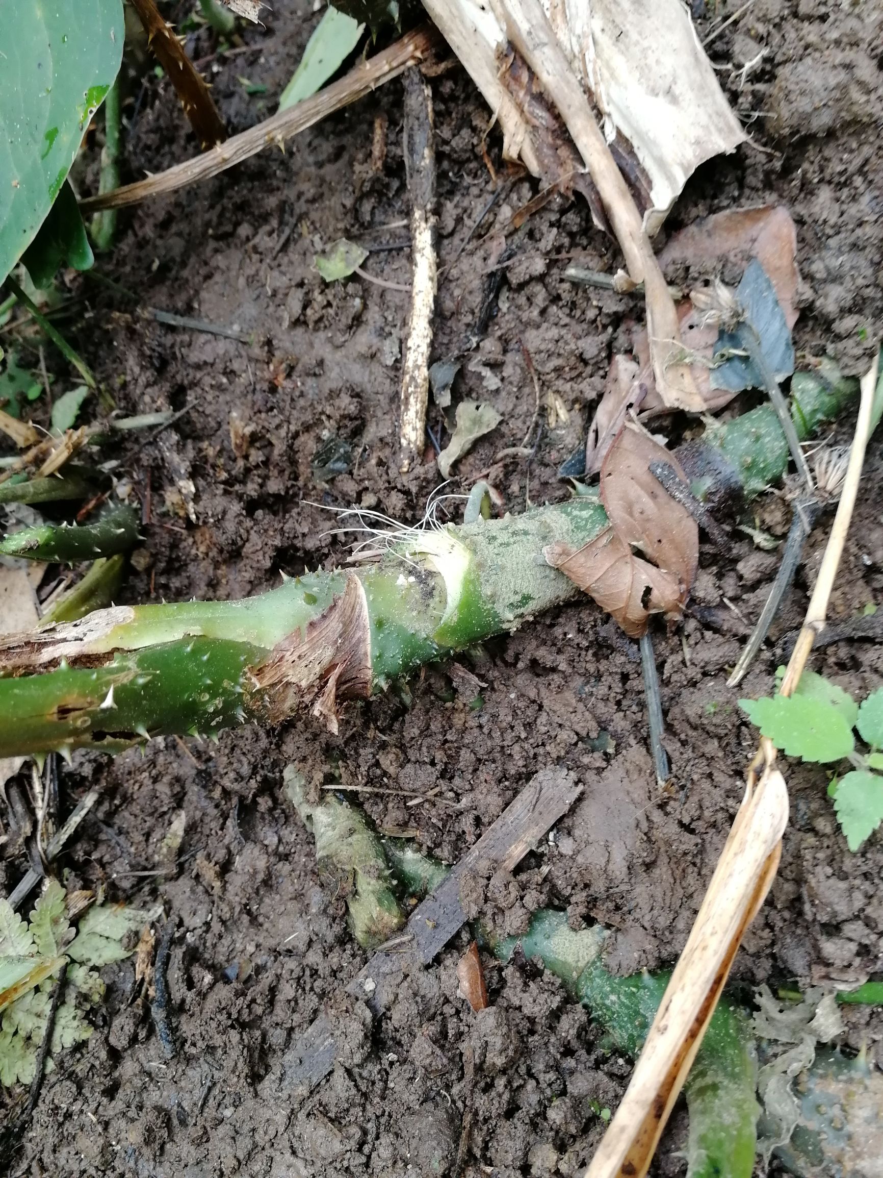 勒芋的功效与作用-我的快乐小窝