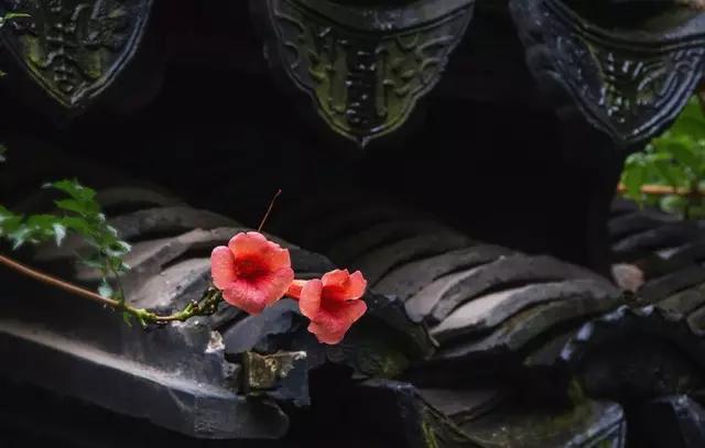 醉美人间四月雨（写得真美）