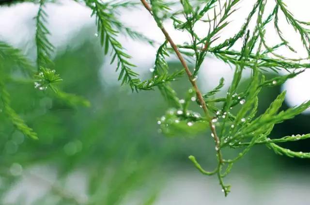 醉美人间四月雨（写得真美）