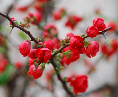 长寿冠海棠一年开几次花（长寿海棠的开花条件）