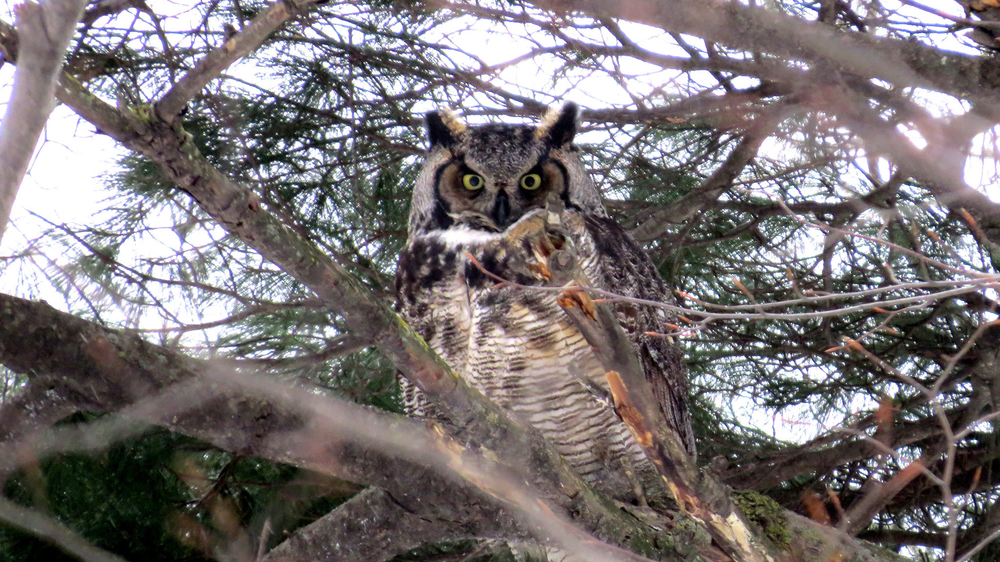 猫头鹰可以养吗(关于能否养殖猫头鹰的讲解)-最美岛