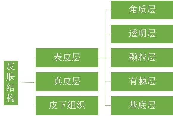 三大层、五小层，原来女人都是“厚”脸皮