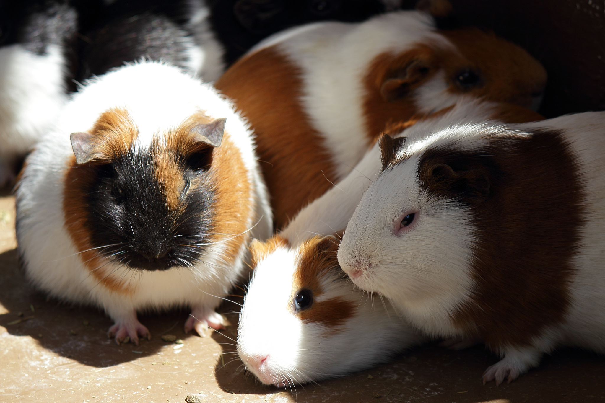 为什么总是选择小白鼠做实验?什么是模式生物?