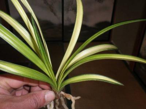 每日花語 12月23日篠懸木 同日之星愛新覺羅 啟星 圖 12月23日花祝福 12月23日出生的朋友們生日快樂 12月23日出生的名人 12月23日重大事件 天天看點