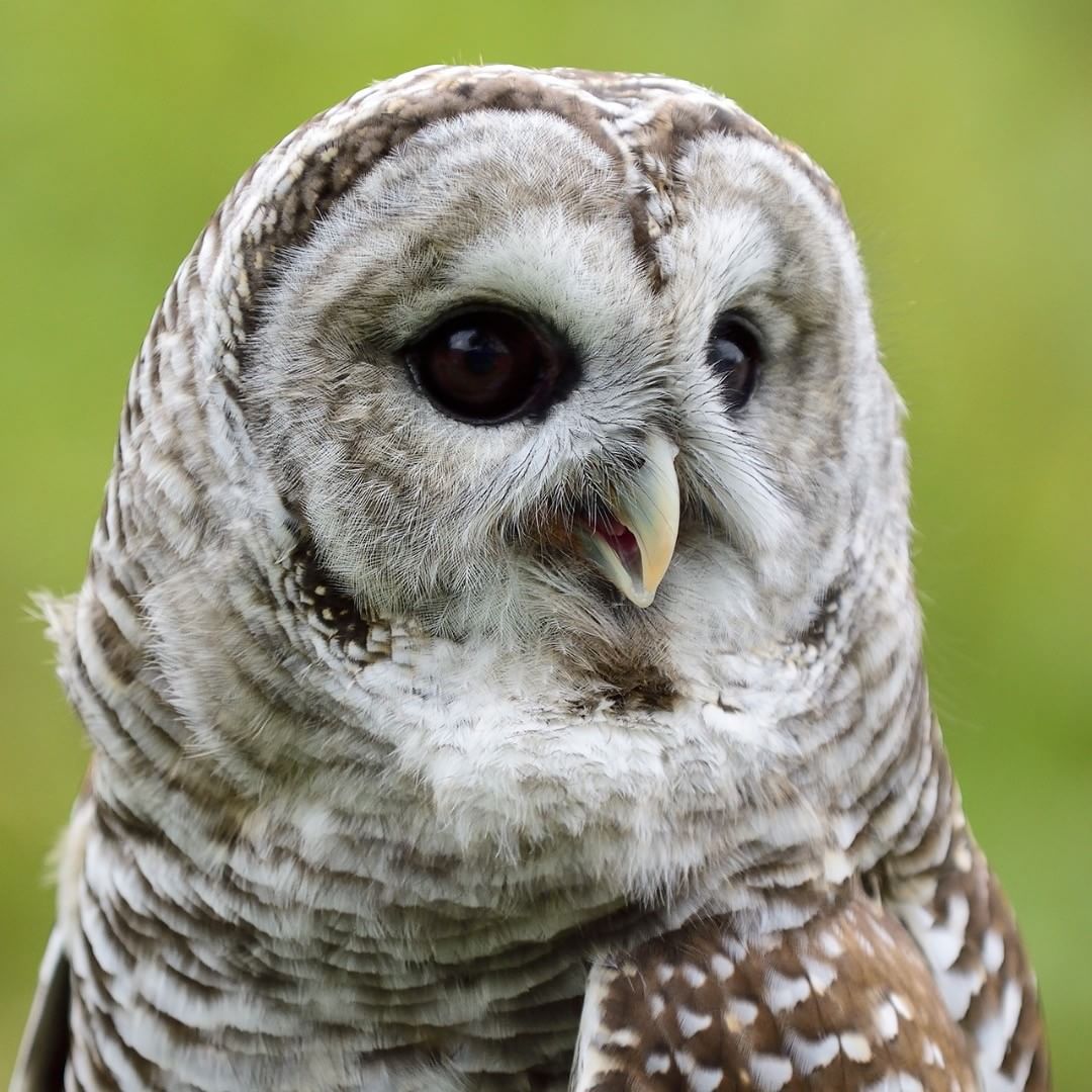 横斑林鸮strix varia还有个知识点要说,那就是有些种类的猫头鹰有着
