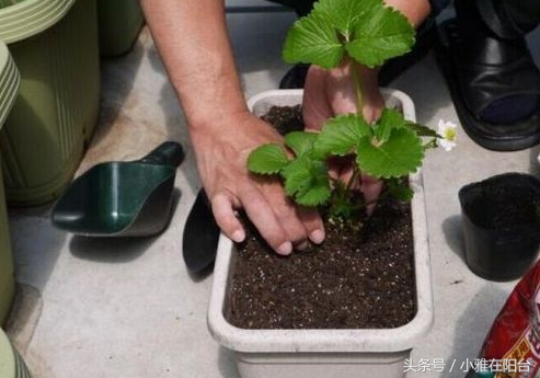 如何种植草莓种子，家庭草莓种植方法及注意事项