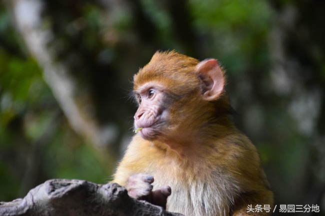 十二生肖生年论命之申猴