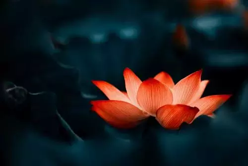 慈心禅:正能量积极冥想放松,提升爱自己爱他人的能力