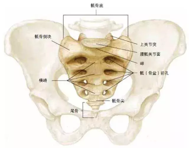 人类的尾巴也会痛！尾骨痛是怎么回事？怎么治？