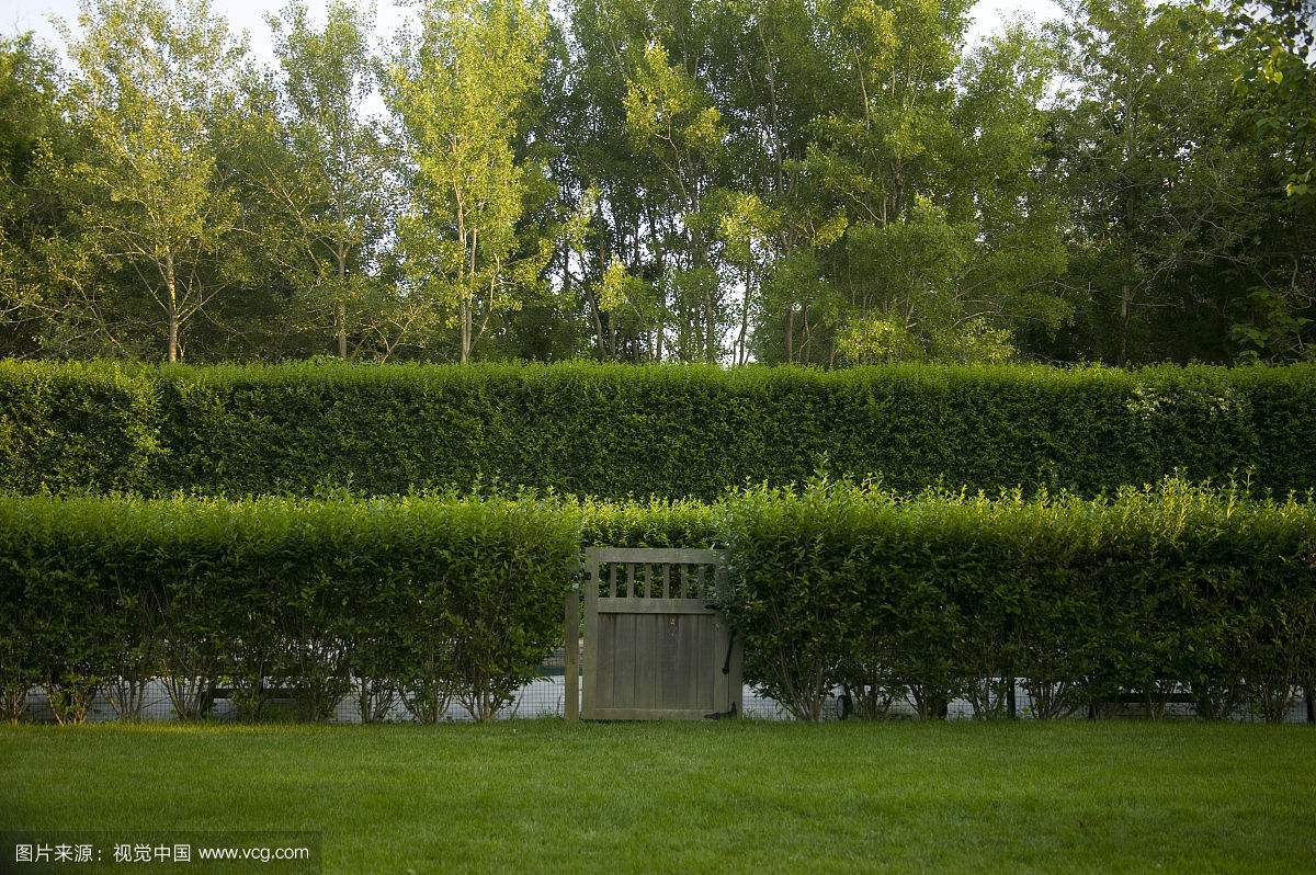 最常用的庭院绿篱植物—女贞具体栽法详解