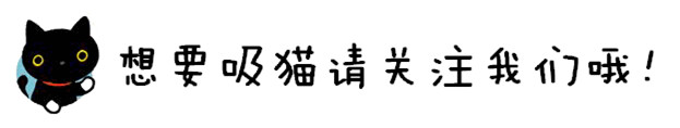 日本的短腿猫，猫中小柯基，腿超短，可爱到不行！