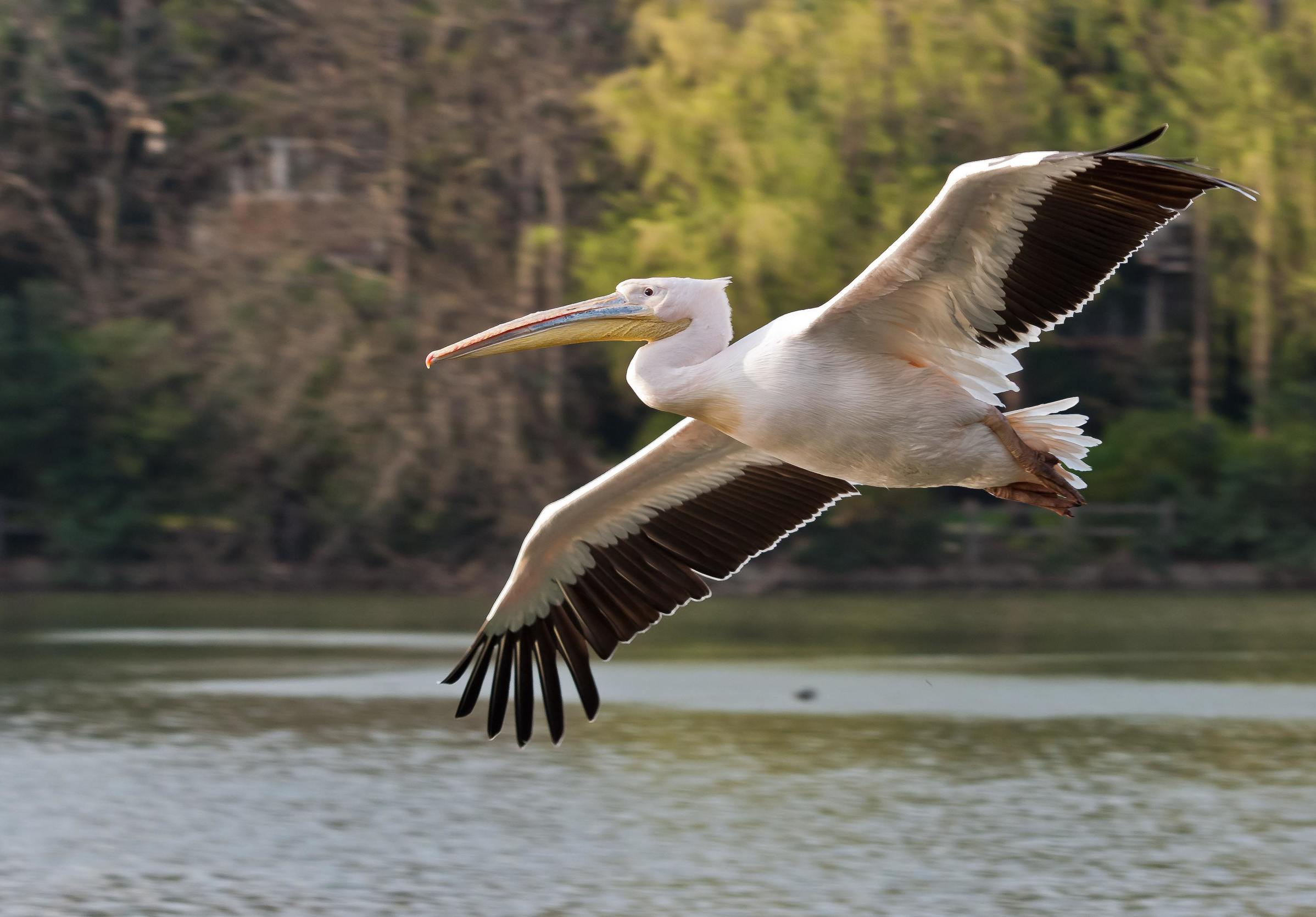 鹈鹕百科(nba百科:鹈鹕队的鹈鹕是一种什么鸟?