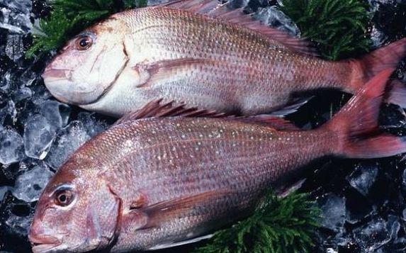 生魚片有哪幾種魚(國內基本就是這28種海鮮刺身)