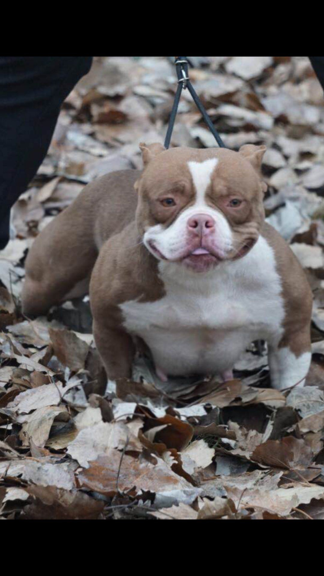 恶霸犬之家：宠族推荐首选舍得犬业