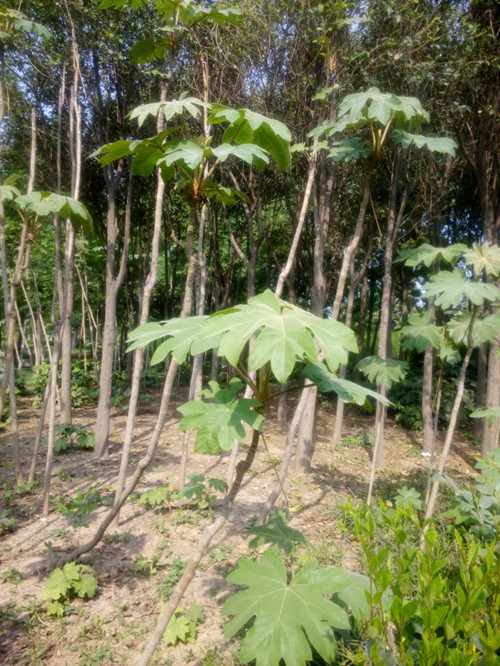 五加风的功效与作用-我的快乐小窝