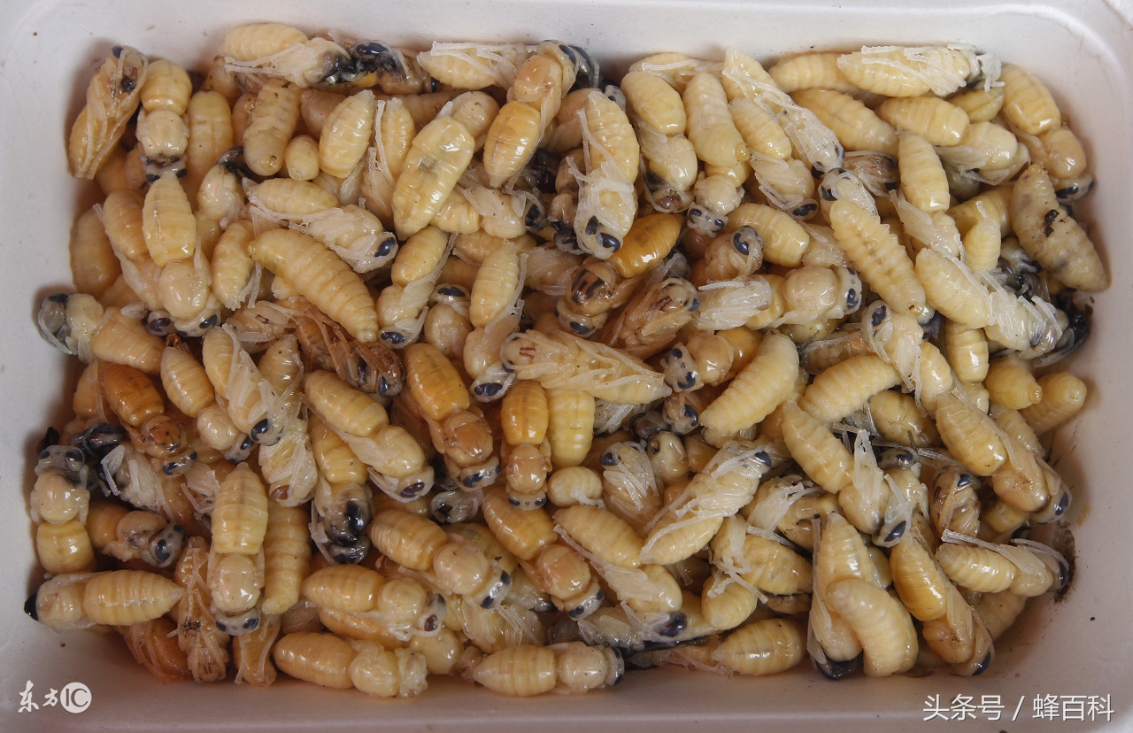 虎头蜂泡酒一斤多少钱(蜂蛹泡酒的营养价值及做法) - 价格百科