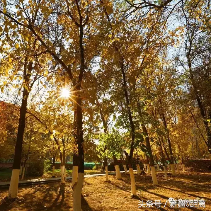 旅游·秋意·昌吉｜和我在高校的小路走一走……