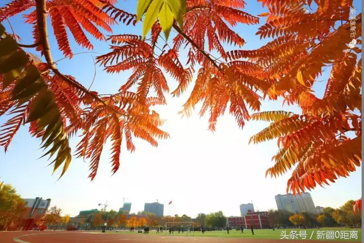 旅游·秋意·昌吉｜和我在高校的小路走一走……