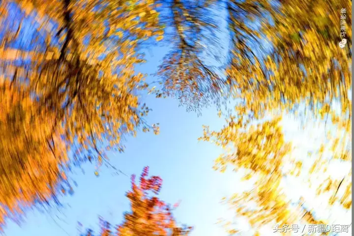 旅游·秋意·昌吉｜和我在高校的小路走一走……