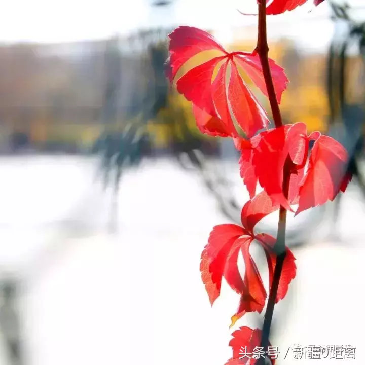 旅游·秋意·昌吉｜和我在高校的小路走一走……