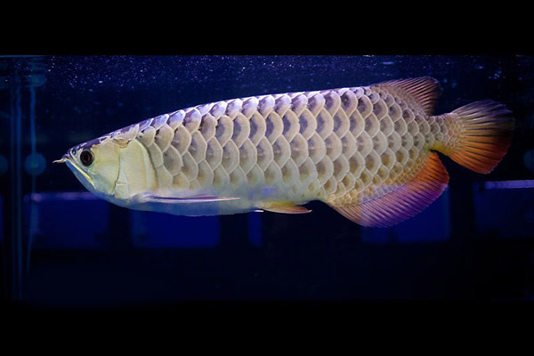 7,b过金龙鱼接下来看龙鱼品种图片之二的b过金龙