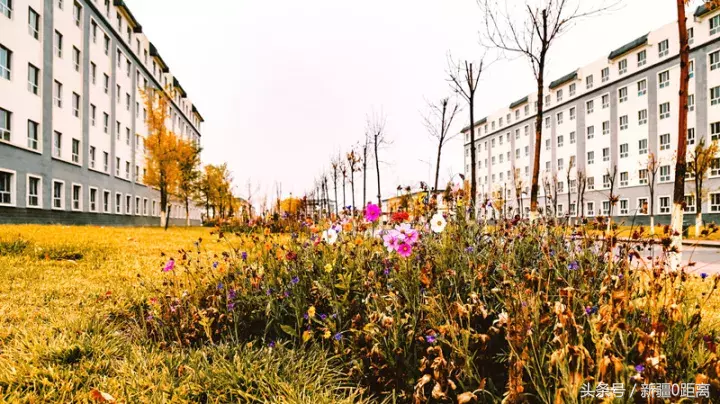 旅游·秋意·昌吉｜和我在高校的小路走一走……