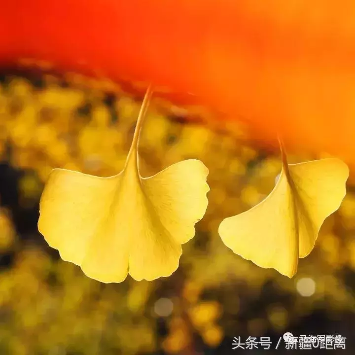 旅游·秋意·昌吉｜和我在高校的小路走一走……