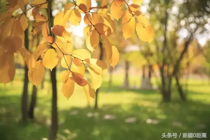 旅游·秋意·昌吉｜和我在高校的小路走一走……