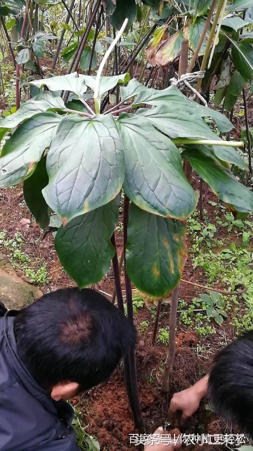 重楼怎么种植,重楼怎么种植出苗快