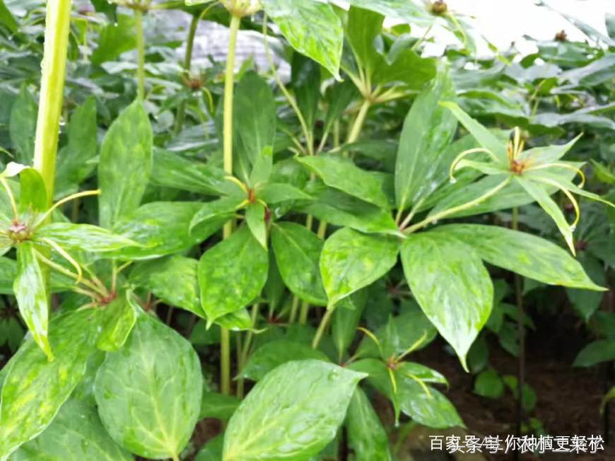 重樓怎么種植,重樓怎么種植出苗快