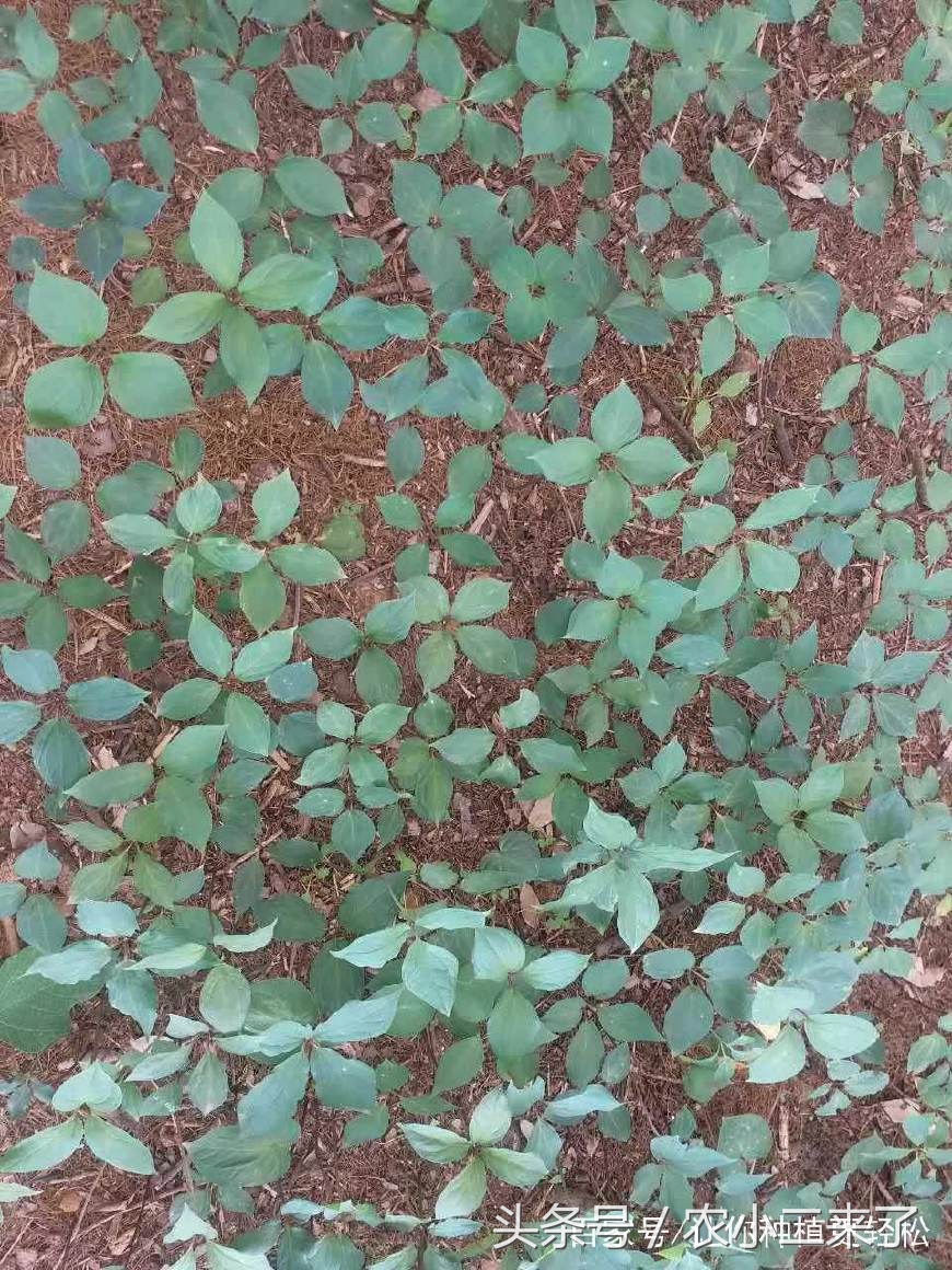 重樓怎么種植,重樓怎么種植出苗快