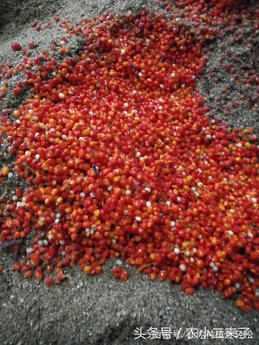 重樓怎么種植,重樓怎么種植出苗快