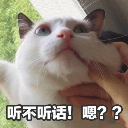 猫咪表情包折磨男朋友系列