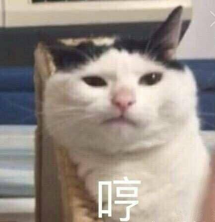 猫咪表情包折磨男朋友系列