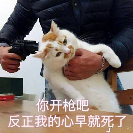 猫咪表情包折磨男朋友系列