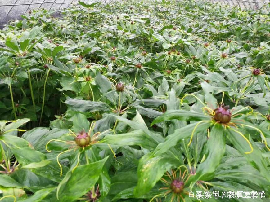 重樓怎么種植,重樓怎么種植出苗快