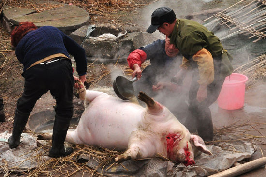 要过年了，发生在农村里那些和杀猪有关的事