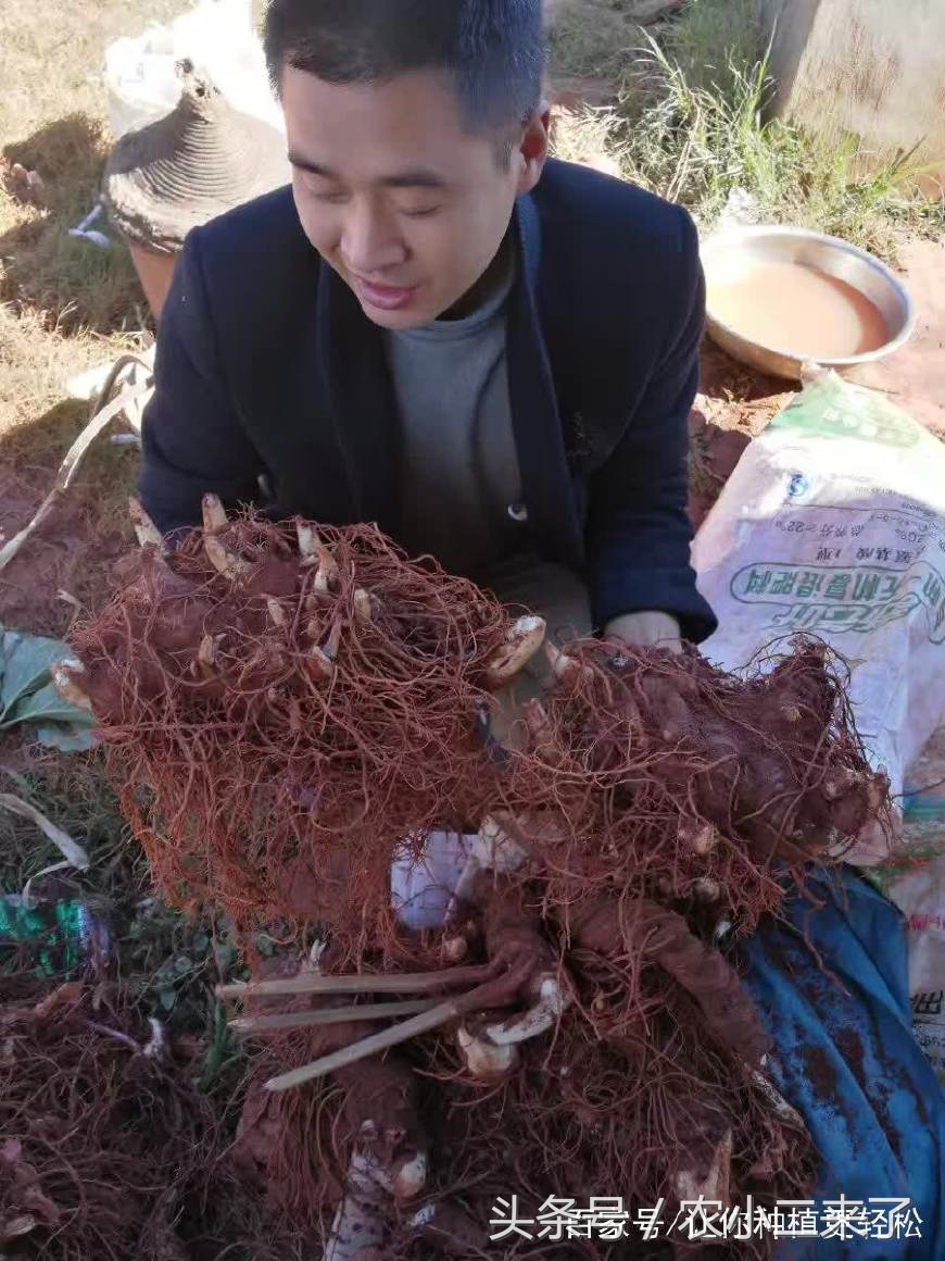 重樓怎么種植,重樓怎么種植出苗快