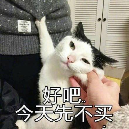 猫咪表情包折磨男朋友系列