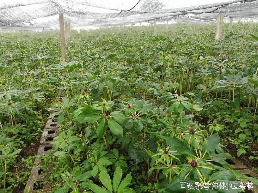 重樓怎么種植,重樓怎么種植出苗快