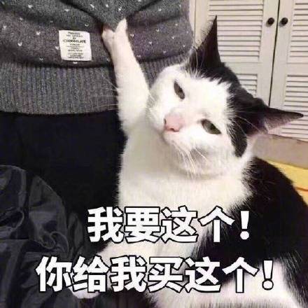 猫咪表情包折磨男朋友系列