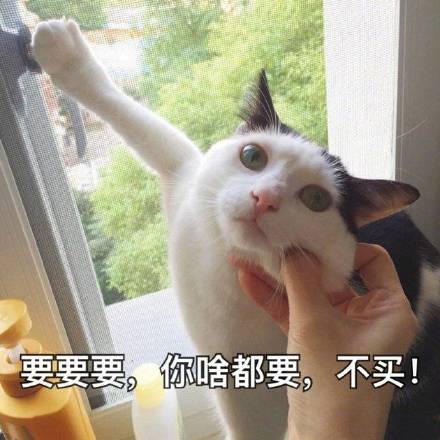 猫咪表情包折磨男朋友系列