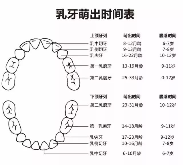 宝宝多大开始长牙？医生给出科学长牙时间表，家长不必太着急