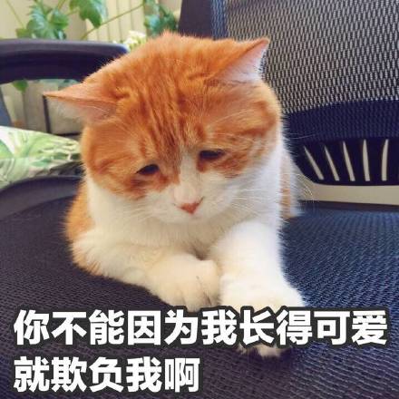 小猫咪表情包带字图片