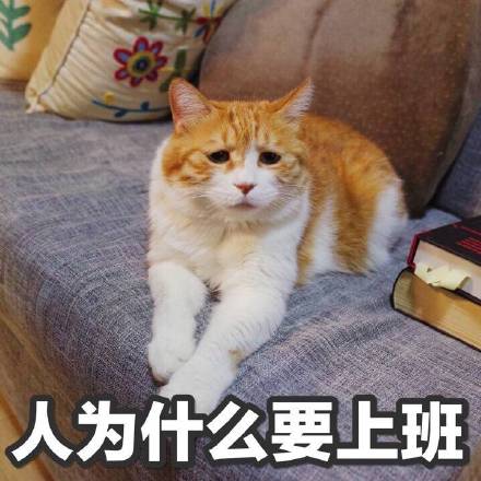 小猫咪表情包带字图片