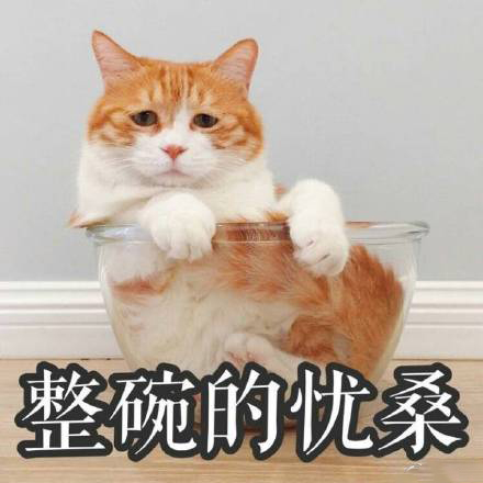 小猫咪表情包带字图片