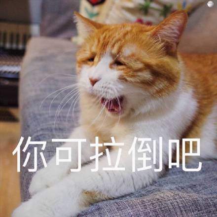 小猫咪表情包带字图片