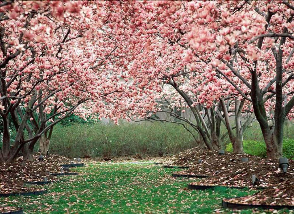 唐伯虎名诗《桃花庵歌》赏析