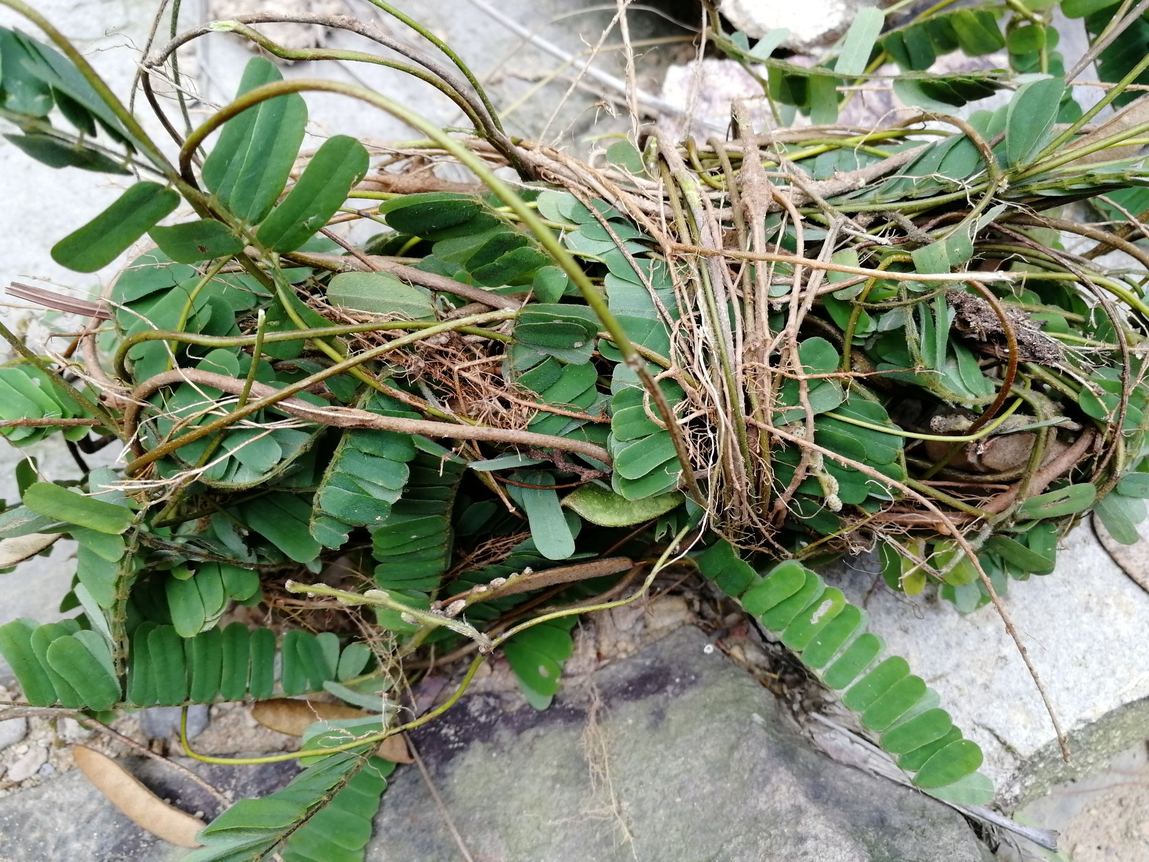 鸡骨草有什么功效与作用-我的快乐小窝